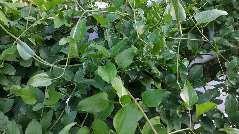 センニンソウ 横浜市旭区今川町