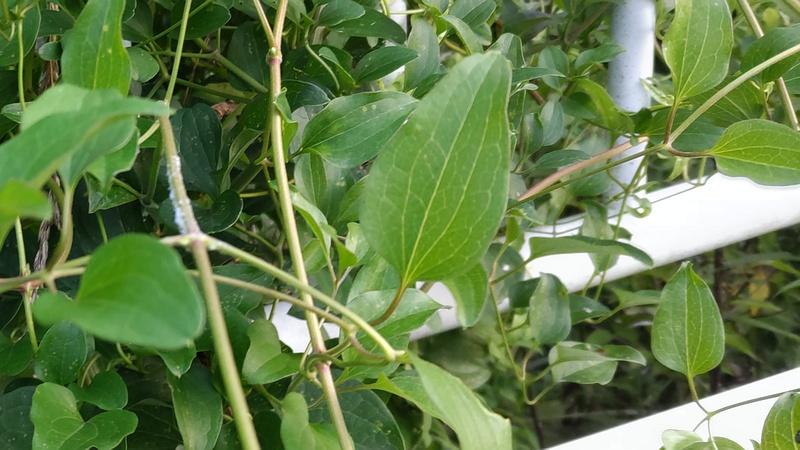 センニンソウ 横浜市旭区今川町