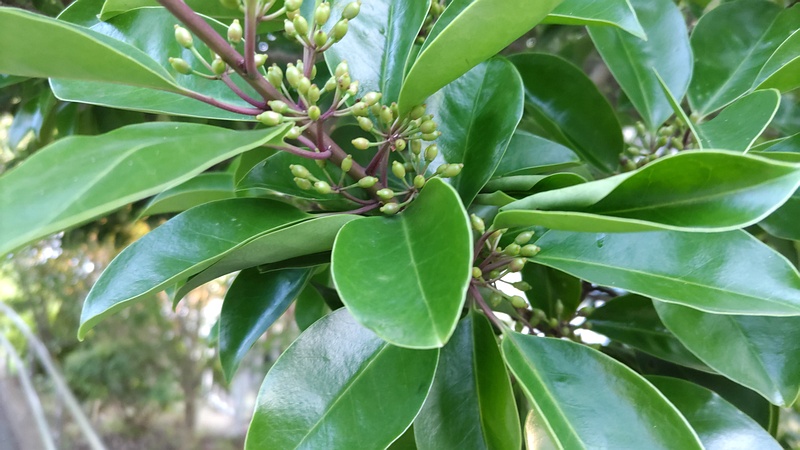 クロガネモチの蕾 横浜市旭区鶴ヶ峰鎧の渡し緑道