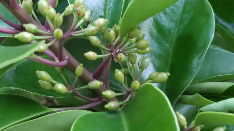 クロガネモチの蕾 横浜市旭区鶴ヶ峰鎧の渡し緑道