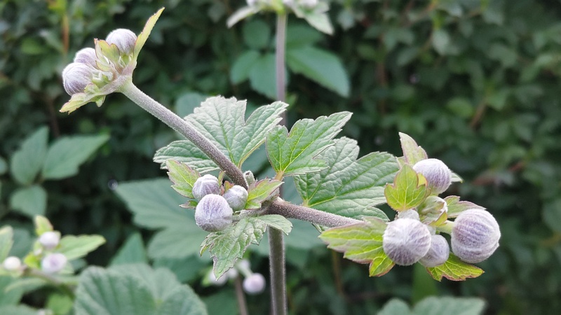 シュウメイギク 横浜市旭区鶴ヶ峰鎧の渡し緑道