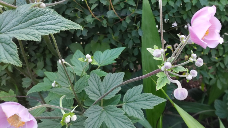 シュウメイギク 横浜市旭区鶴ヶ峰鎧の渡し緑道