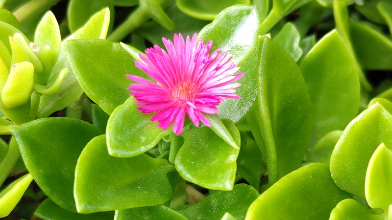 ハナツルソウの花 川崎市幸区さいわいふるさと公園