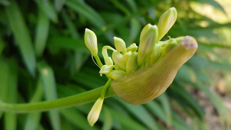 ムラサキクンシランの蕾 川崎市幸区さいわいふるさと公園