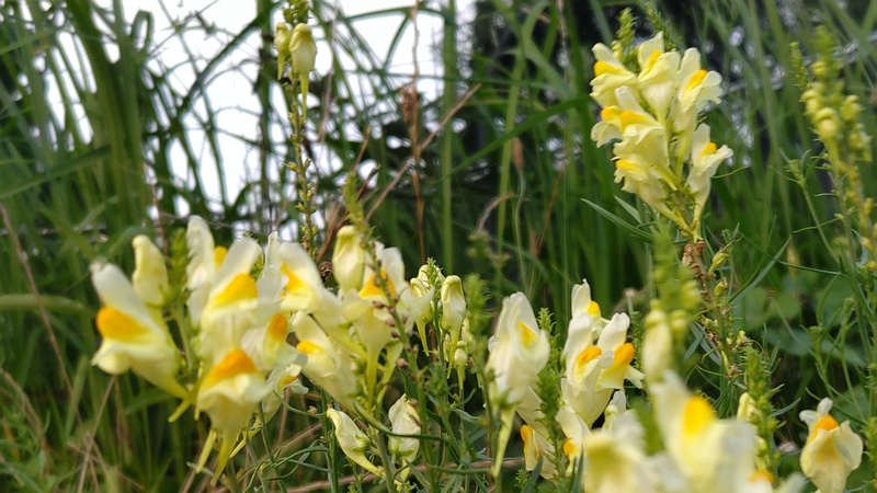ホソバウンランの花 川崎市幸区
