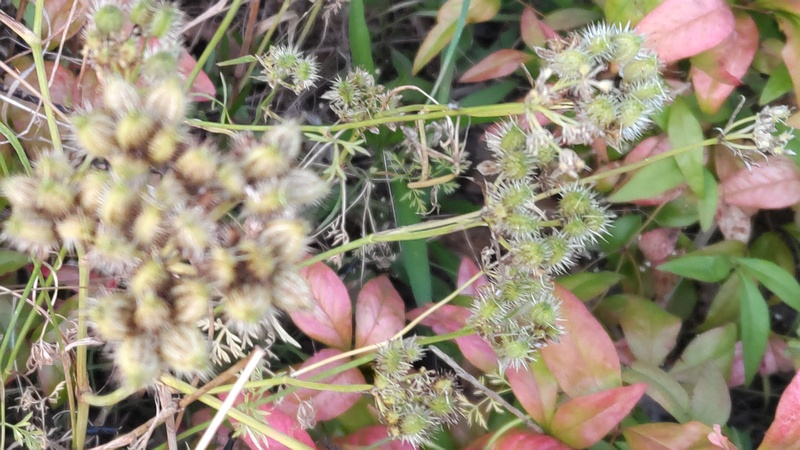 ヤブジラミの果実 川崎市幸区さいわいふるさと公園