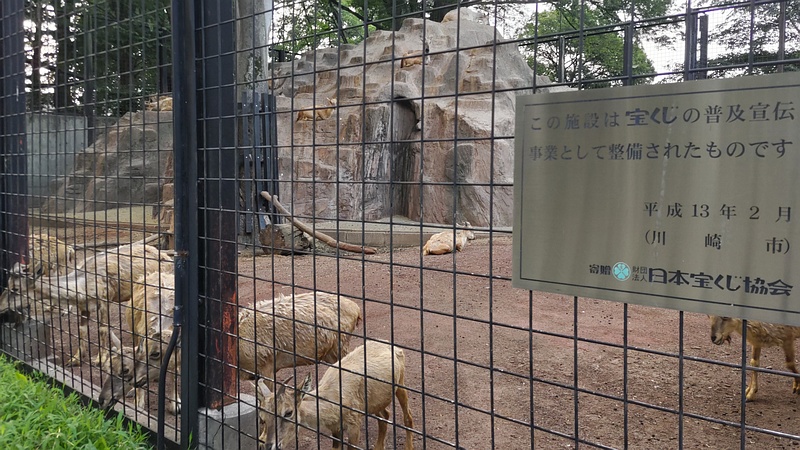 マーコール 川崎市幸区夢見ヶ崎公園