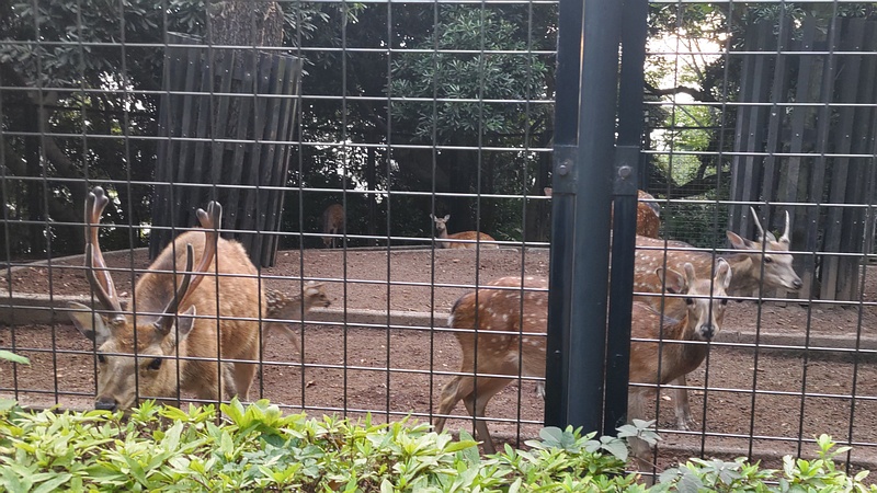 ホンシュウジカ 川崎市幸区夢見ヶ崎公園