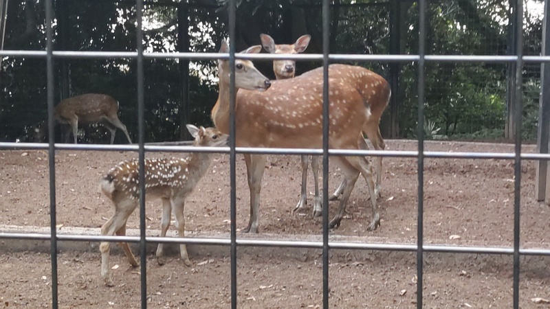 ホンシュウジカ 川崎市幸区夢見ヶ崎公園