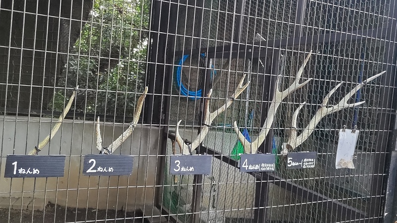 ホンシュウジカの角 川崎市幸区夢見ヶ崎公園