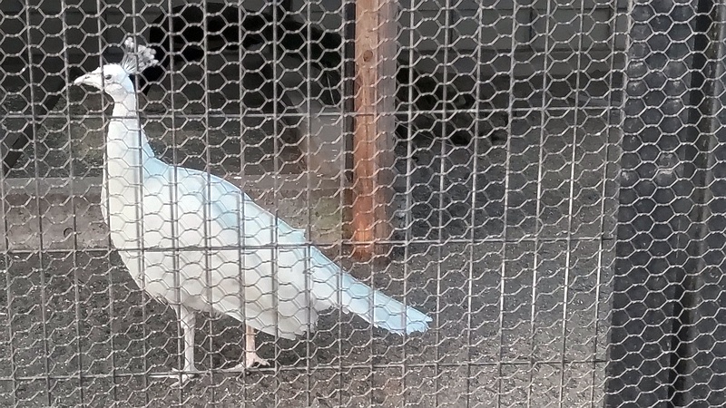 インドクジャク 川崎市幸区夢見ヶ崎公園