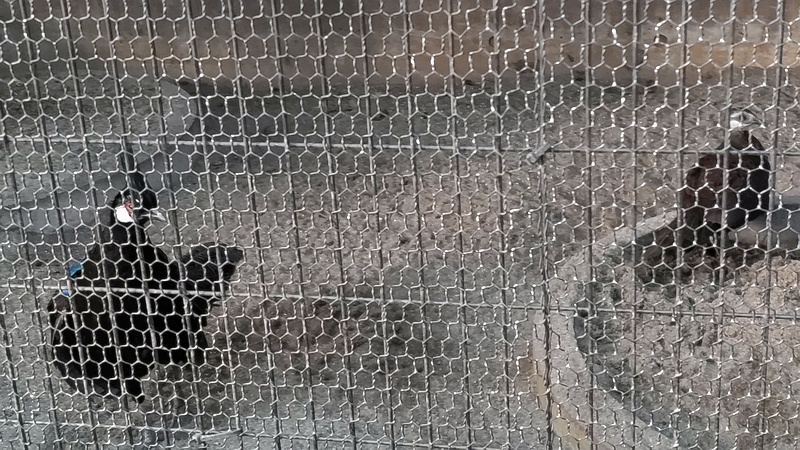 パラワンコクジャク 川崎市幸区夢見ヶ崎公園