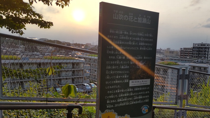 山吹の花と加瀬山 川崎市幸区夢見ヶ崎公園