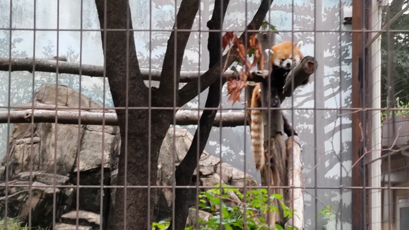 シセンレッサーパンダ 川崎市幸区夢見ヶ崎公園