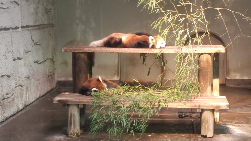 シセンレッサーパンダ 川崎市幸区夢見ヶ崎公園