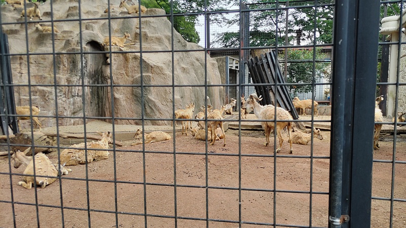 マーコール 川崎市幸区夢見ヶ崎公園