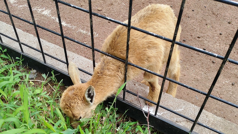 マーコール 川崎市幸区夢見ヶ崎公園