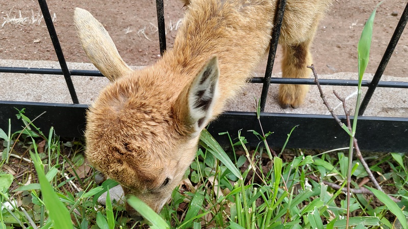 マーコール 川崎市幸区夢見ヶ崎公園