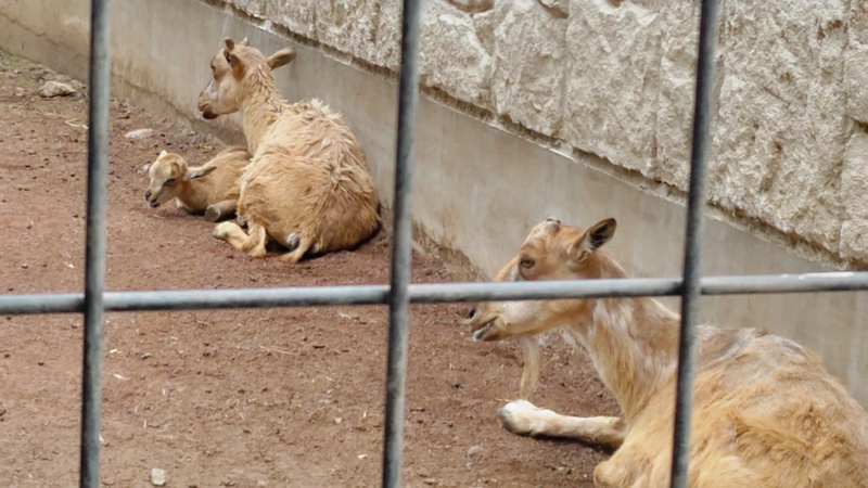マーコール 川崎市幸区夢見ヶ崎公園