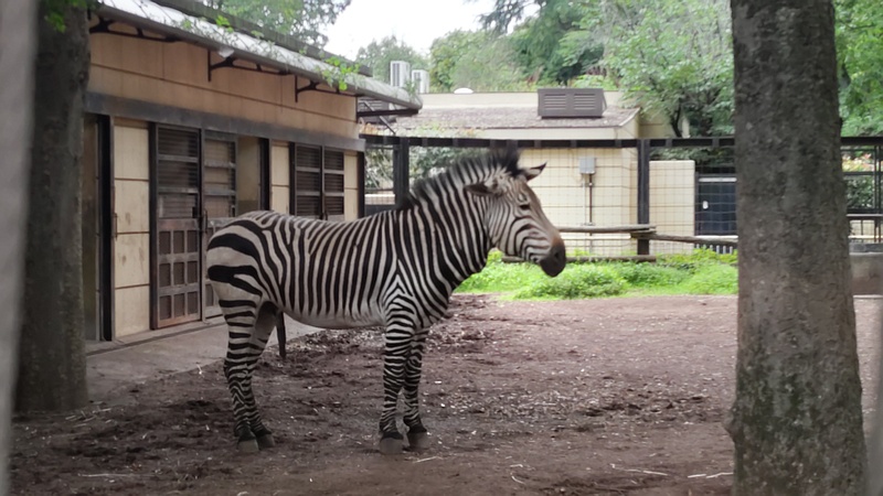 ヤマシマウマ 川崎市幸区夢見ヶ崎公園