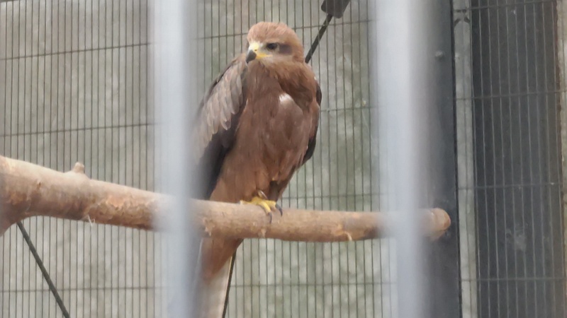 ニシトビ 川崎市幸区夢見ヶ崎公園
