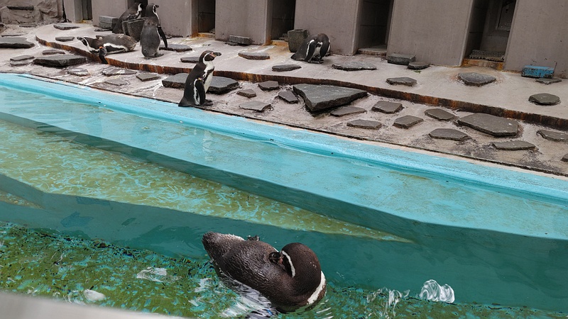 フンボルトペンギン 川崎市幸区夢見ヶ崎公園