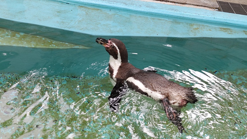 フンボルトペンギン 川崎市幸区夢見ヶ崎公園