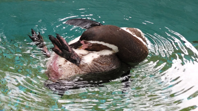 フンボルトペンギン 川崎市幸区夢見ヶ崎公園
