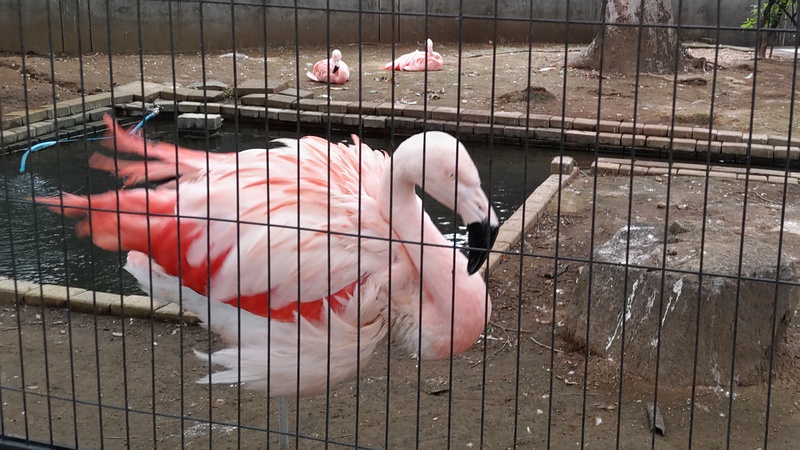 チリーフラミンゴ 川崎市幸区夢見ヶ崎公園