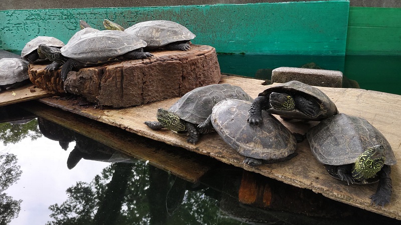 クサガメ 川崎市幸区夢見ヶ崎公園