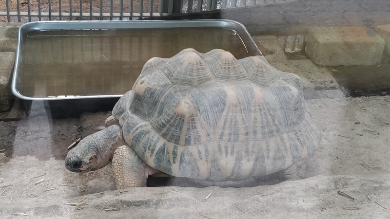 ホウシャガメ 川崎市幸区夢見ヶ崎公園