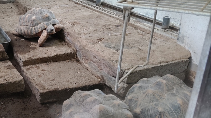 ホウシャガメ 川崎市幸区夢見ヶ崎公園