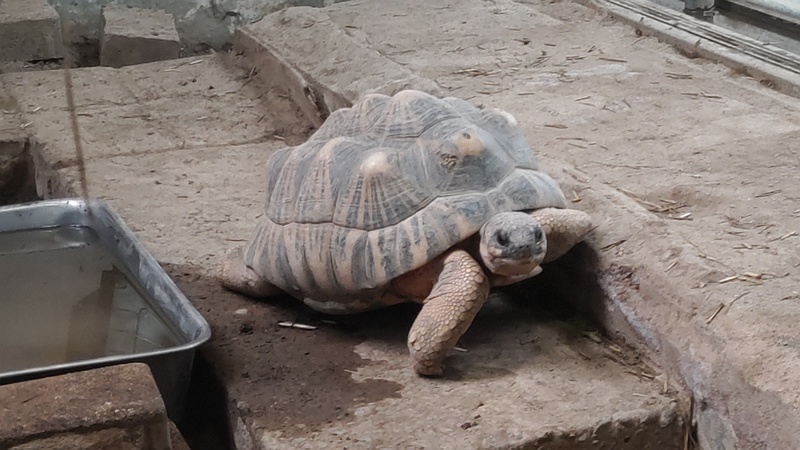 ホウシャガメ 川崎市幸区夢見ヶ崎公園