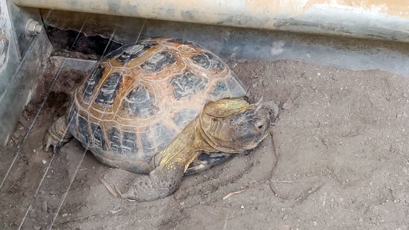 ホルスフィールドリクガメ 川崎市幸区夢見ヶ崎公園