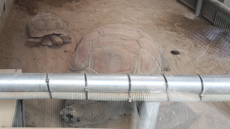 アルダブラゾウガメ、ケヅメリクガメ 川崎市幸区夢見ヶ崎公園