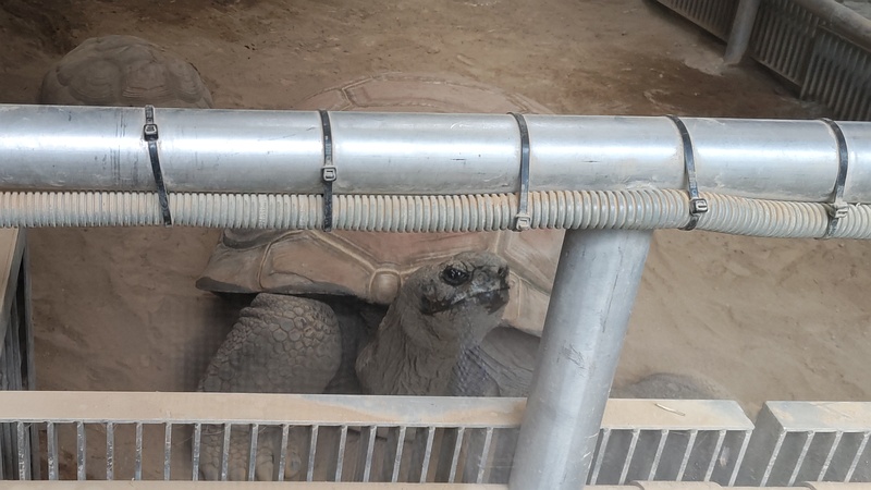 アルダブラゾウガメ 川崎市幸区夢見ヶ崎公園