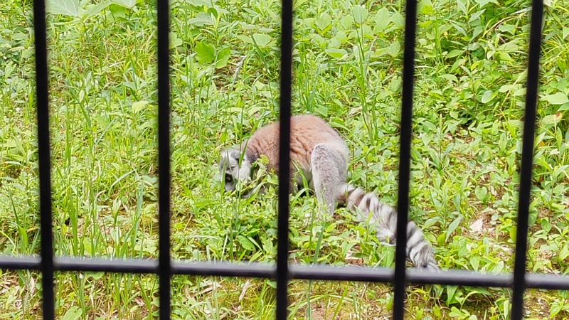 ワオキツネザル 川崎市幸区夢見ヶ崎公園