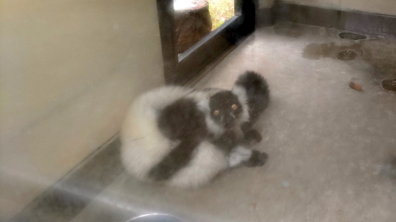 クロシロエリマキキツネザル 川崎市幸区夢見ヶ崎公園