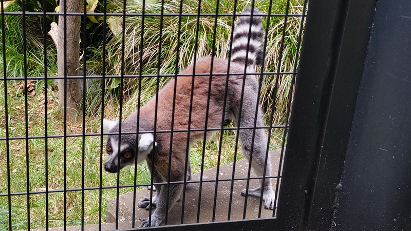 ワオキツネザル 川崎市幸区夢見ヶ崎公園
