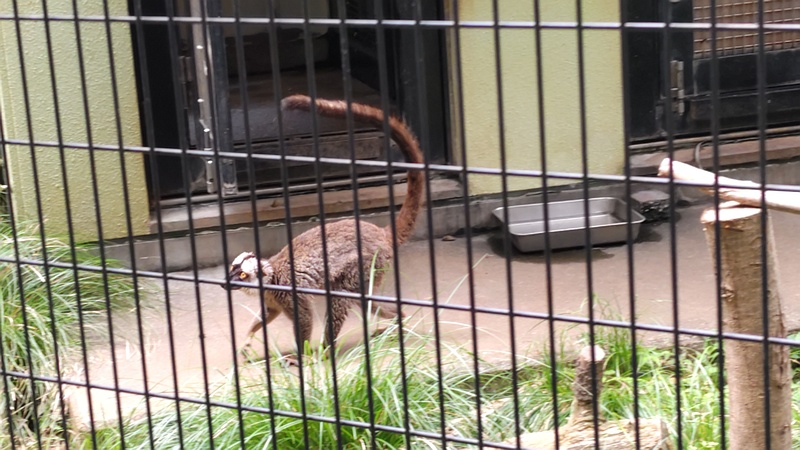 ブラウンキツネザル 川崎市幸区夢見ヶ崎公園