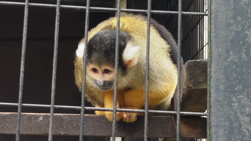 ボリビアリスザル 川崎市幸区夢見ヶ崎公園