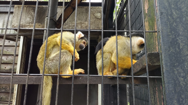 ボリビアリスザル 川崎市幸区夢見ヶ崎公園