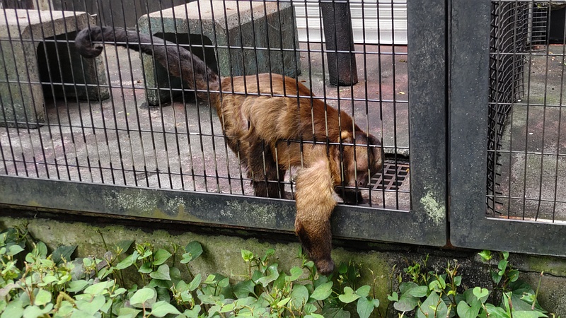 フサオマキザル 川崎市幸区夢見ヶ崎公園