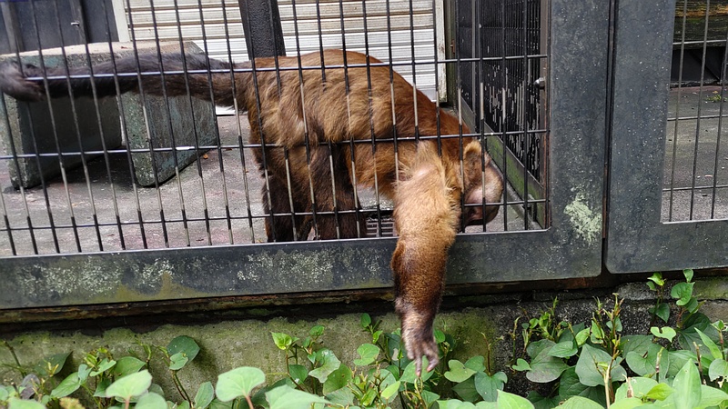 フサオマキザル 川崎市幸区夢見ヶ崎公園