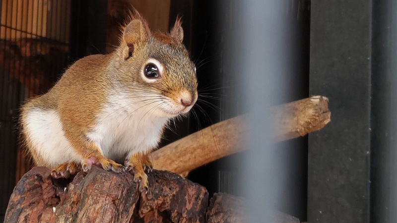 アカリス 川崎市幸区夢見ヶ崎公園