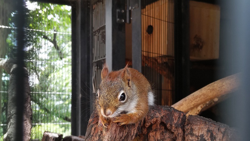 アカリス 川崎市幸区夢見ヶ崎公園
