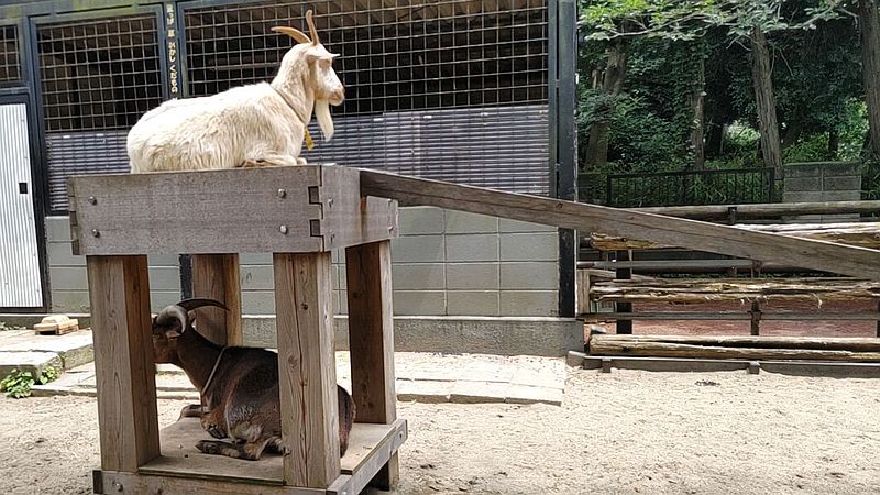 ヤギ 川崎市幸区夢見ヶ崎公園