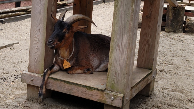 ヤギ 川崎市幸区夢見ヶ崎公園
