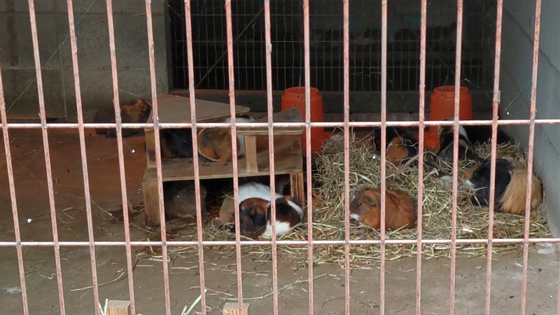 モルモット 川崎市幸区夢見ヶ崎公園