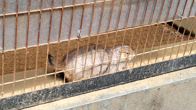 オグロプレーリードッグ 川崎市幸区夢見ヶ崎公園